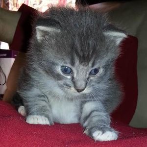 Meet your Posher, Devon